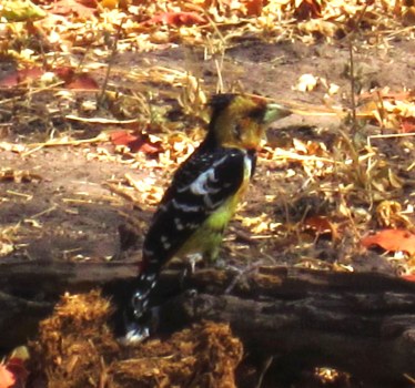 crested barbet botswana 3