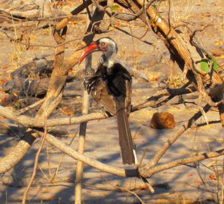 redbilled hornbill borswana 3