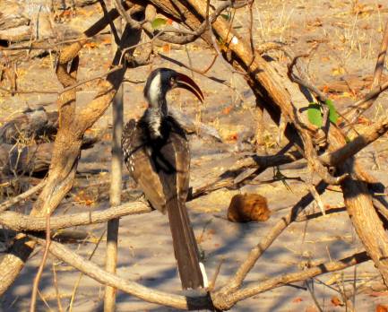 redbilled hornbill botswana