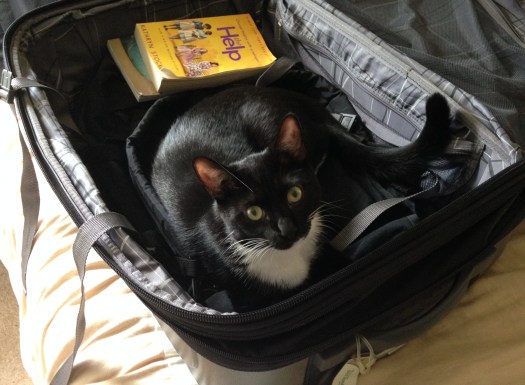 Billysky cat goes on a trip