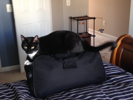 Billysky cat wont let me pack