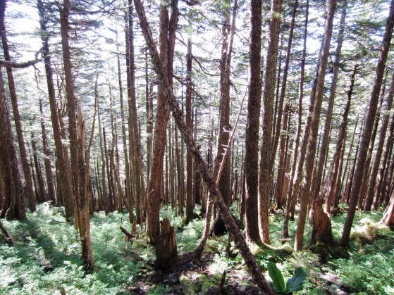 Deer Mountain Trail Flora