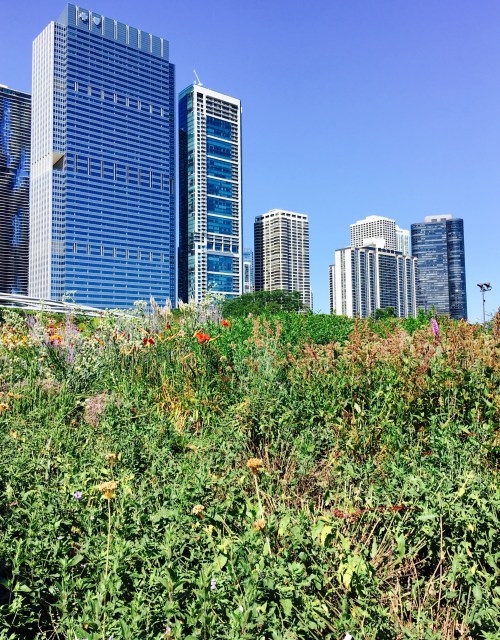 Lurie Garden in Millennium Park