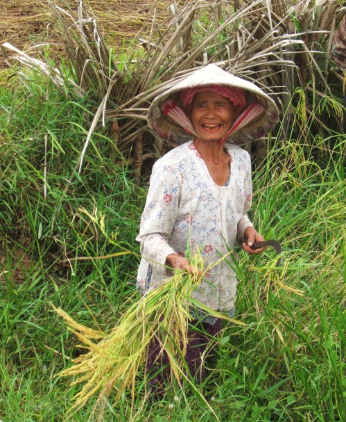 cambodia harvesting rice