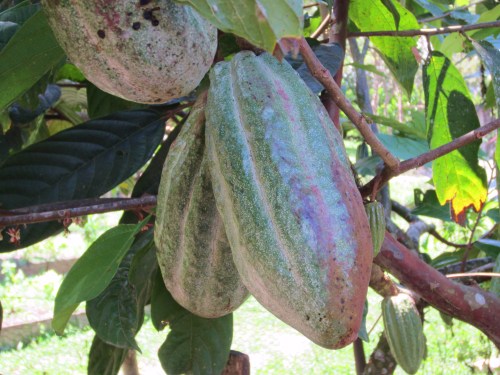 cacao beans