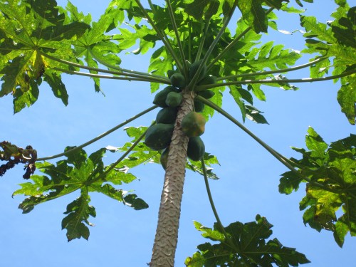 cacoa tree