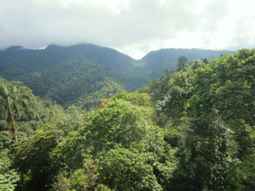 cloud forest 3