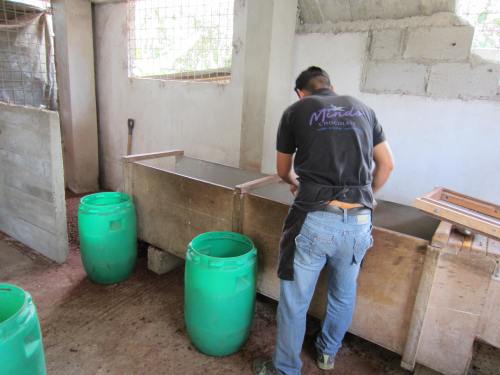sorting dried cocoa beans