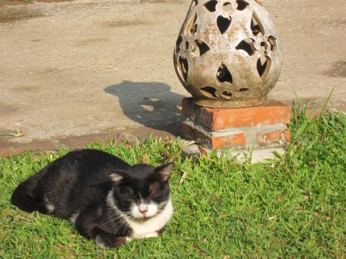 My Dream Botique Cat