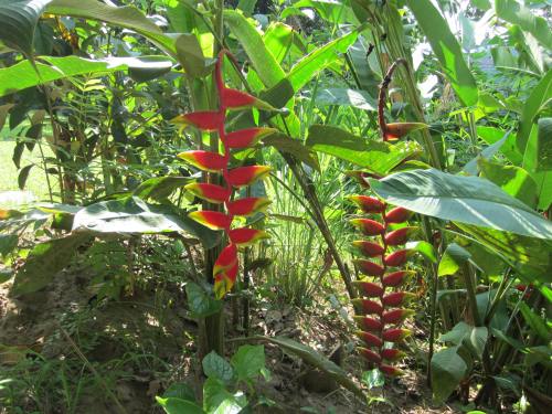 My Dream Botique Garden